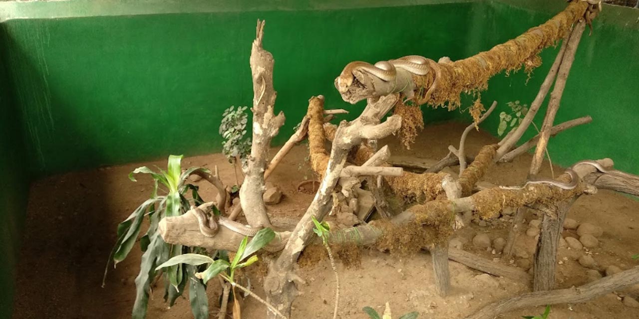 Katraj Snake Park Pune