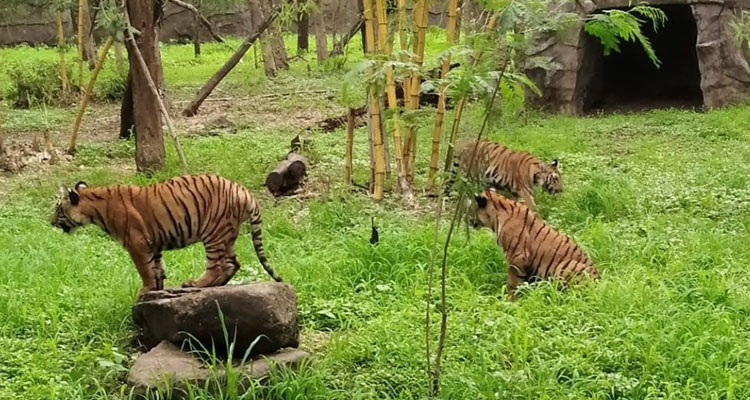 Rajiv Gandhi Zoological Park Pune Timings, Entry Fee, Ticket Cost Price