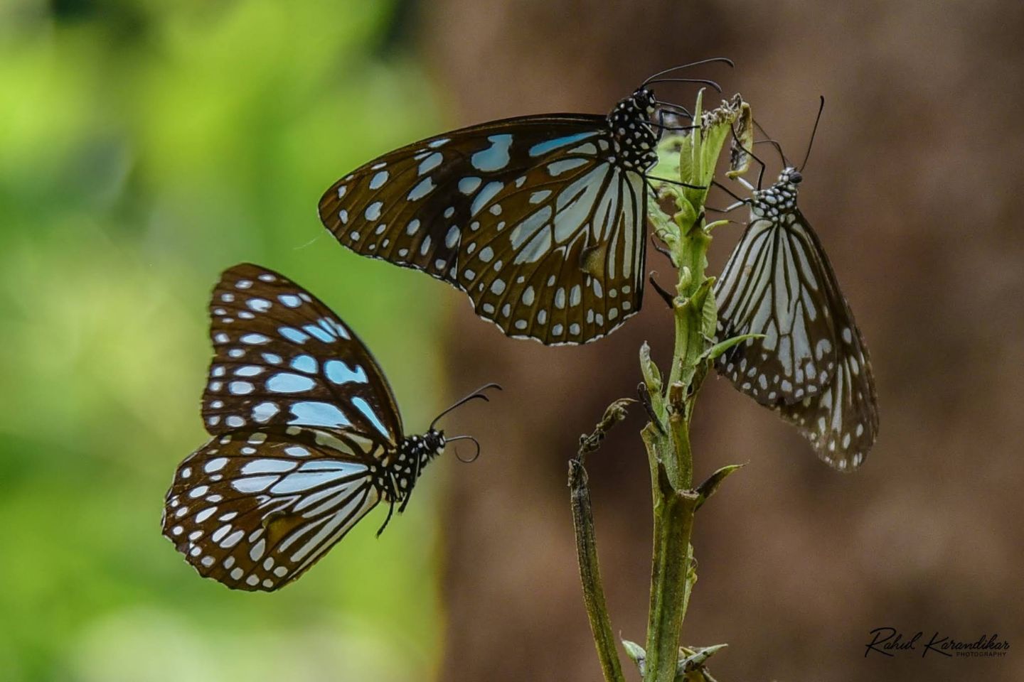 Butterfly Park Pune