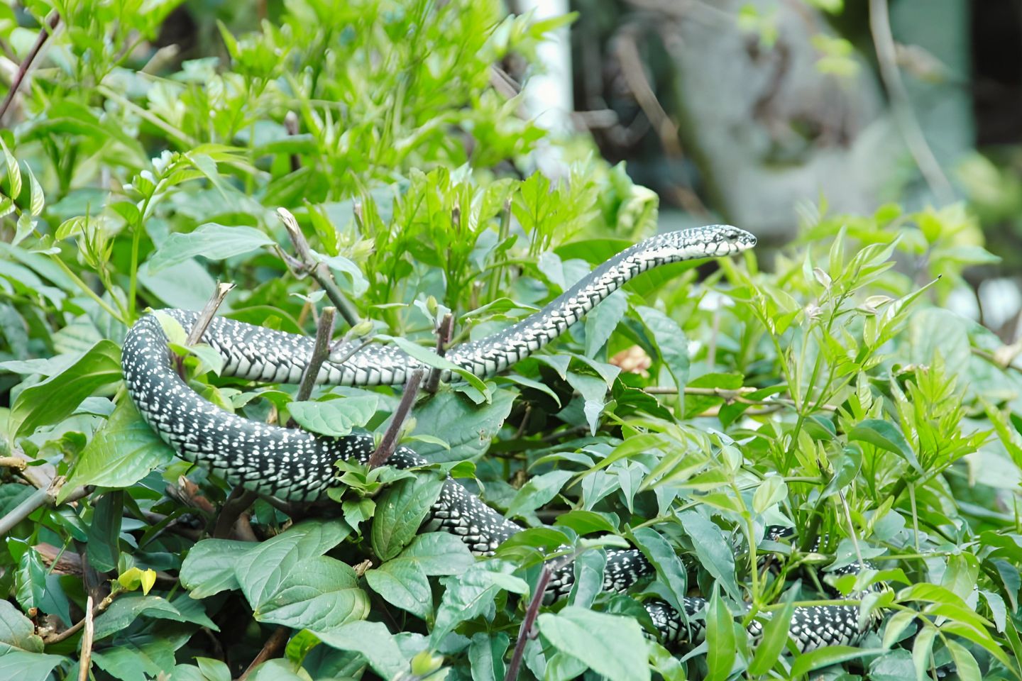 Katraj Snake Park Pune